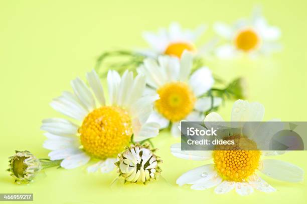 Camomile Flowers On Summer Background Stock Photo - Download Image Now - Alternative Therapy, Beauty In Nature, Beauty Spa