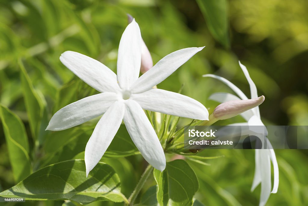 Jasmine flowers on a bright sunny day extreme close up Jasmine flowers on a bright sunny day Jasmine Stock Photo