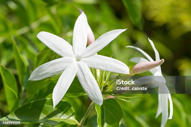 Jasmine Flowers On A Bright Sunny Day Extreme Close Up Stock Photo - Download Image Now