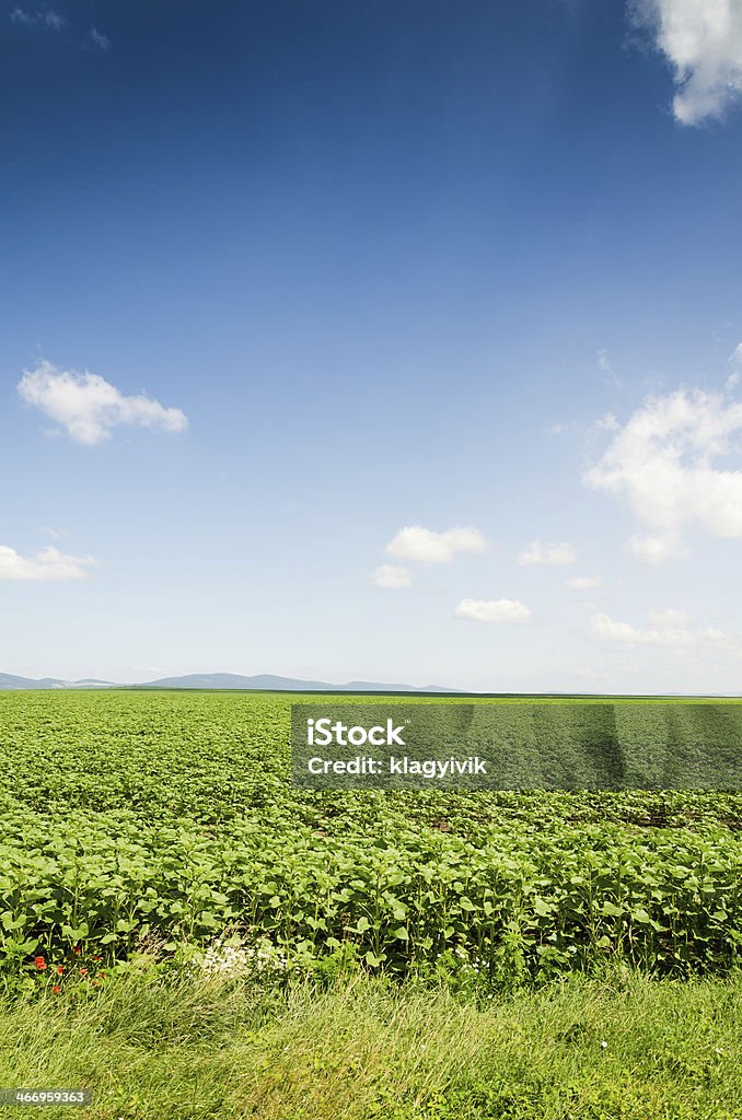 Fundo de campo de girassol - Foto de stock de Agricultura royalty-free