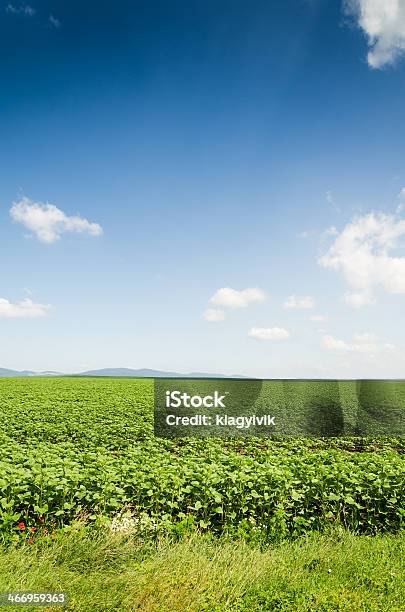 Foto de Fundo De Campo De Girassol e mais fotos de stock de Agricultura - Agricultura, Amarelo, Azul