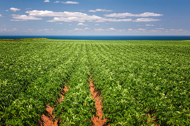 istock Potato field in Prince Edward Island 466959450