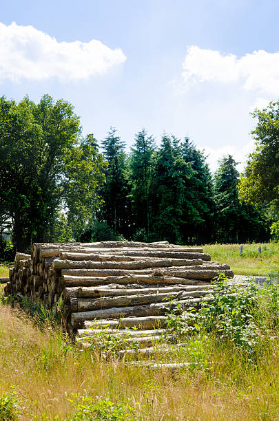 Saw round timber Saw round timberSaw round timber fuelwood stock pictures, royalty-free photos & images