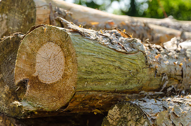 Saw round timber Saw round timberSaw round timber fuelwood stock pictures, royalty-free photos & images