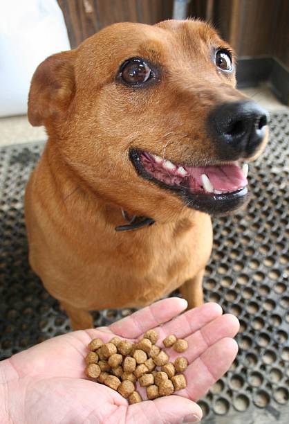 istock Food for a Hungry Farm Dog 466960024