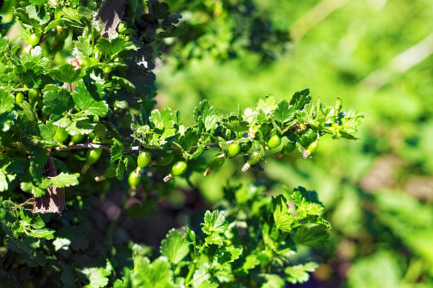 istock Gooseberries on bush  branch. Farm. 466960087
