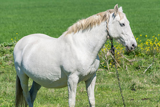 istock White horse in the countryside 466960156