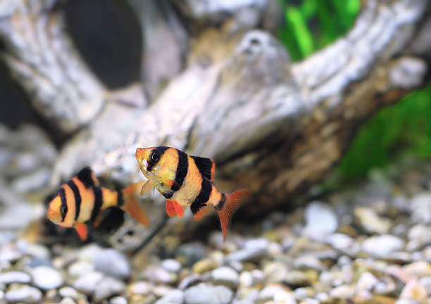 istock Shoal of aquarium fish-Barbus. (Barbus pentazona) 466960985
