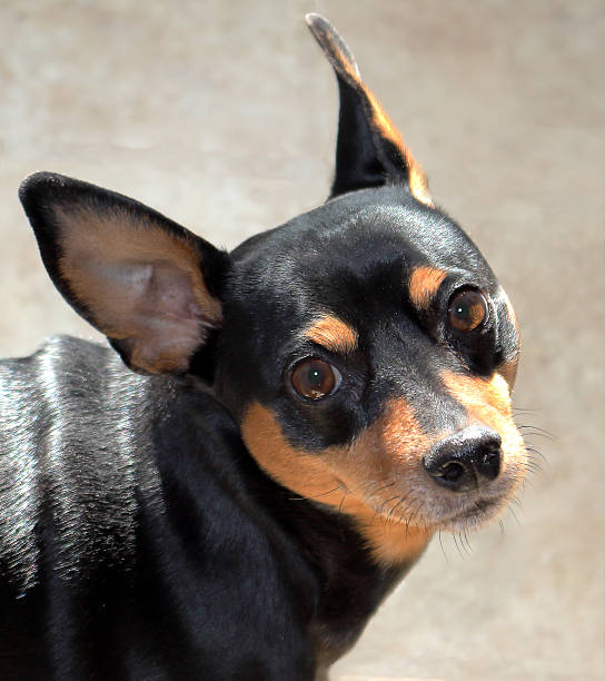istock Cash the Dog 466962424