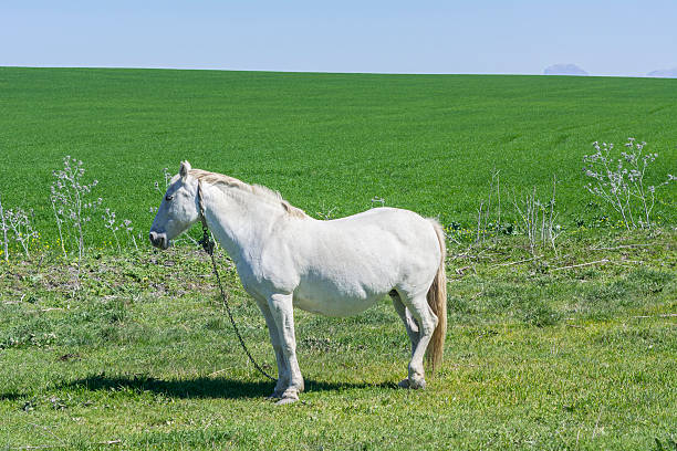 istock White horse in the countryside 466962444