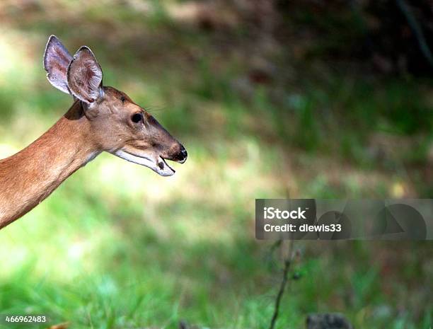 Whitetail Deer Foto de stock y más banco de imágenes de Aire libre - Aire libre, Animal hembra, Animales salvajes