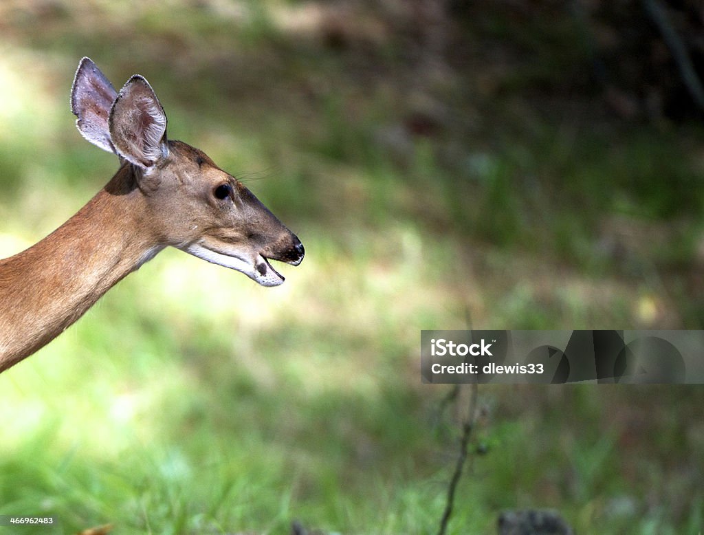 Cerf Cerf de Virginie - Photo de Animal femelle libre de droits