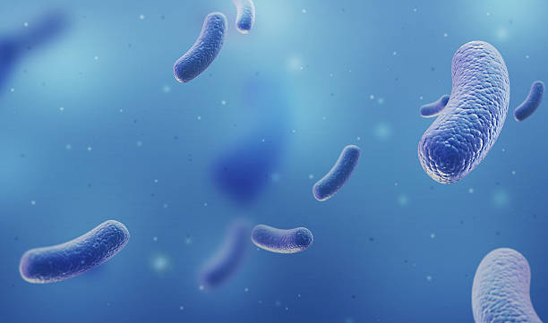 bakterie pod mikroskopem - bacterium high scale magnification magnification virus zdjęcia i obrazy z banku zdjęć