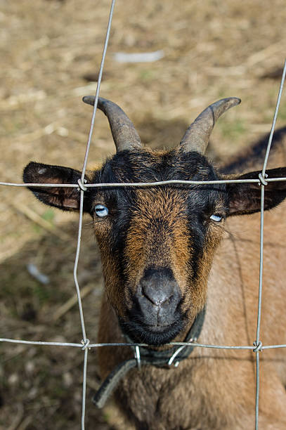istock Goat with horns through fence 466962898