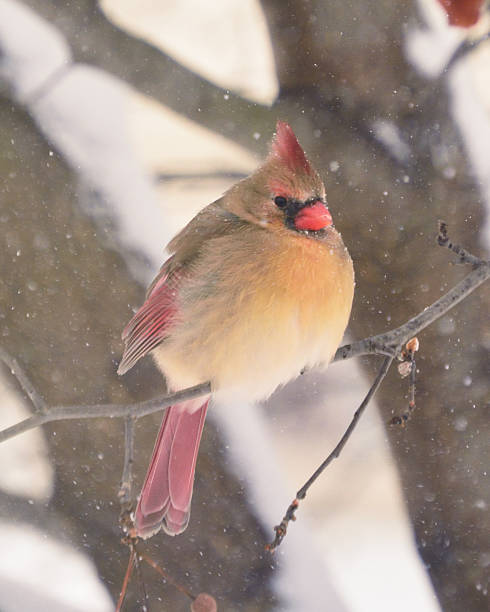 istock Female Cardinal on Branch in Snow 466964276