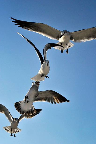 flying gulls stock photo