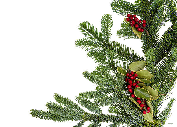 istock Noble fir bough with holly 466964898