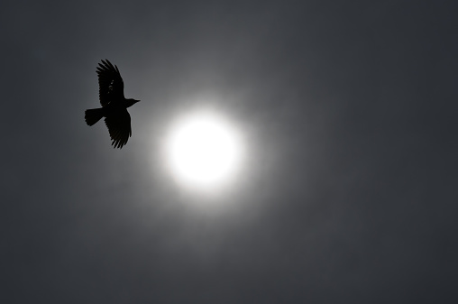 Raven circling the sun in silhoutte