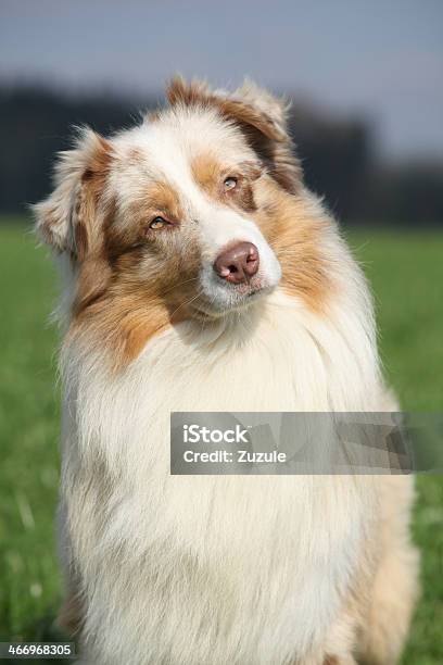 Porträt Eines Wunderschönen Australian Shepherd In Der Natur Stockfoto und mehr Bilder von Australien