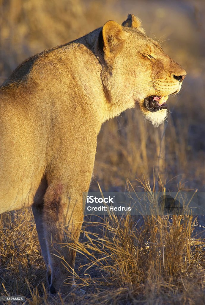 雌ライオン（パンテーラレーオ）でサバンナ - アフリカのロイヤリティフリーストックフォト