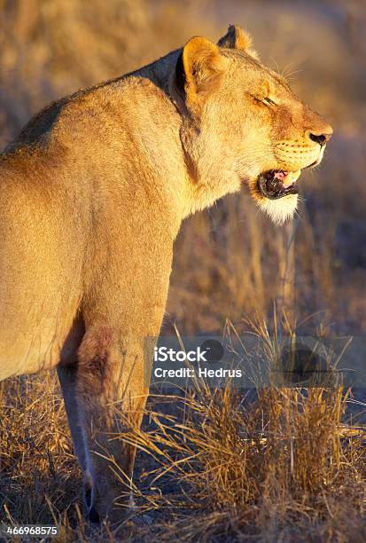 雌ライオンパンテーラレーオでサバンナ - アフリカのストックフォトや画像を多数ご用意 - アフリカ, クローズアップ, ネコ科