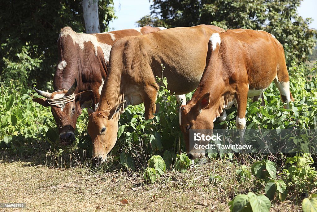 Vacas de comer - Foto de stock de Actividad libre de derechos