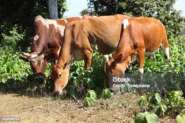 Vacas De Comer Foto de stock y más banco de imágenes de Actividad - Actividad, Adorno, Agricultura