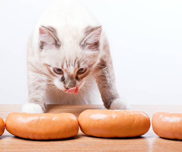istock young cat trying to steal a sausage 466969099