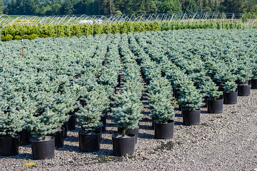 Rows of potted plants in a shrub nursery