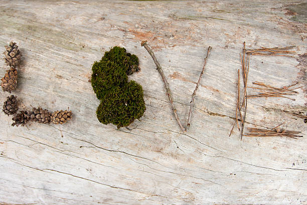istock Word Love made with cones, mosses and branches on an 466969526