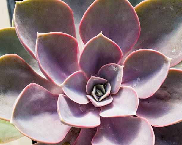 istock Sedum plant with pink leaves 466969844