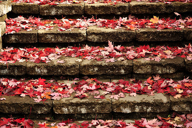 Stone stairs covered by colorful autumn leaves