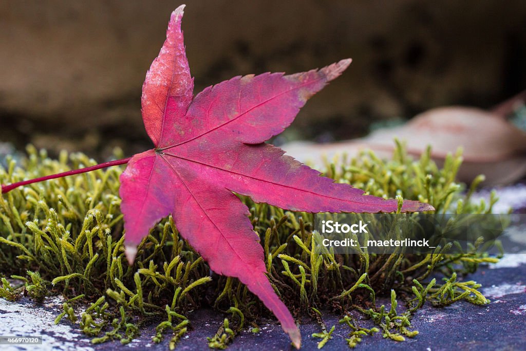 Red autumn leaves A portrait of a bright red autumn leaves that decorate the Japanese autumn. 2015 Stock Photo