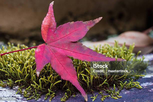 Red Autumn Leaves Stock Photo - Download Image Now - 2015, Autumn, Autumn Leaf Color