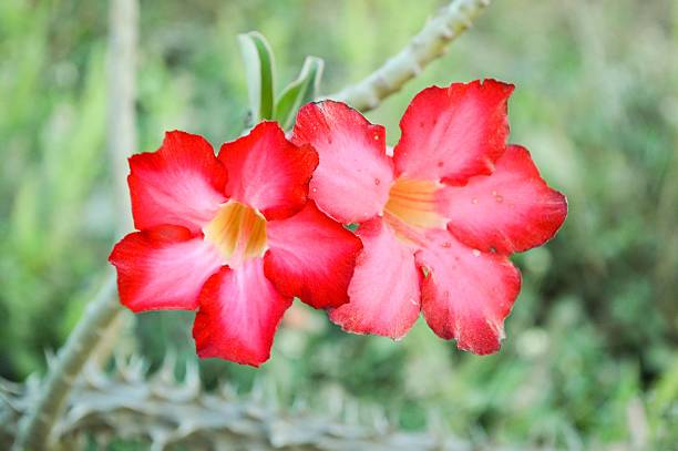 istock red Adenium obesum flower 466970718
