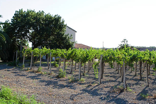 istock Vineyard in Basilicata, Italy 466971552