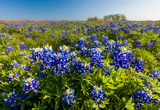 istock Texas wildflower -  bluebonnet and indian paintbrush in spring 466972018