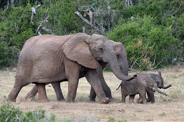 istock Baby African Elephants and Moms 466972105