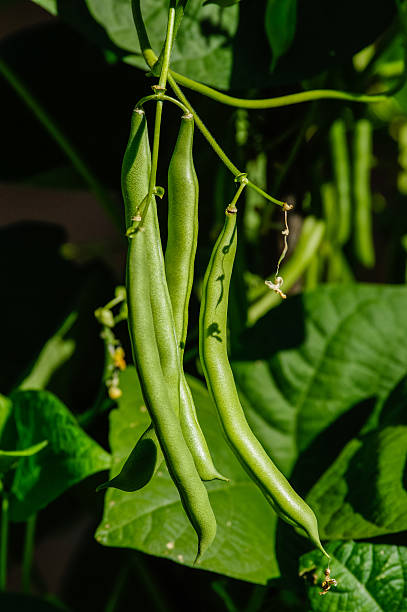 istock Green or snap beans in the garden 466972246