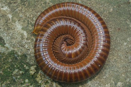 The picture shows a large centipede perched on a tiled floor in the backyard.