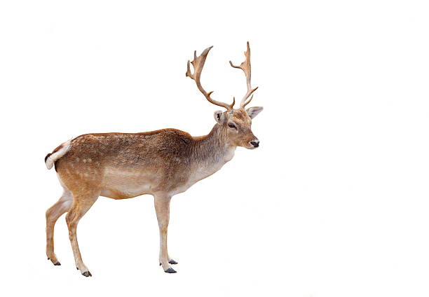 A picture of a reindeer looking ahead Wild Male elk, deer with long antlers in the forest/woods isolated on white clean background with no people, wildlife Photo was shot in natural landscape mule deer stock pictures, royalty-free photos & images