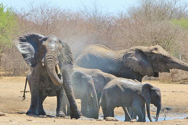 istock Elephant, African Wildlife Background 466972915