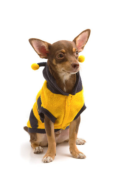 istock Chihuahua dressed up as a bee 466973011