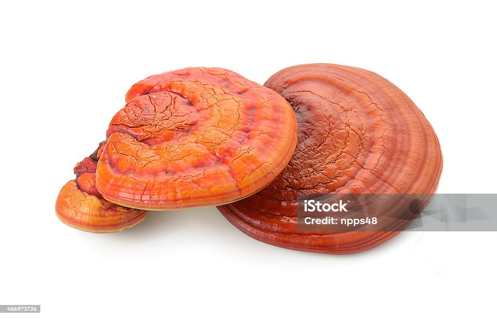 Lingzhi Mushroom Ganoderma Lucidum Isolated on white background 2015 Stock Photo