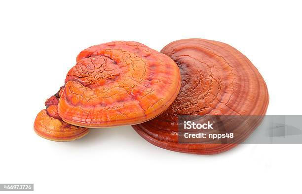 Lingzhi Mushroom Ganoderma Lucidum Isolated On White Background Stock Photo - Download Image Now