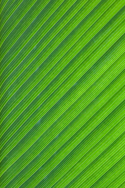 istock close-up of fresh green leaf as background. 466973844