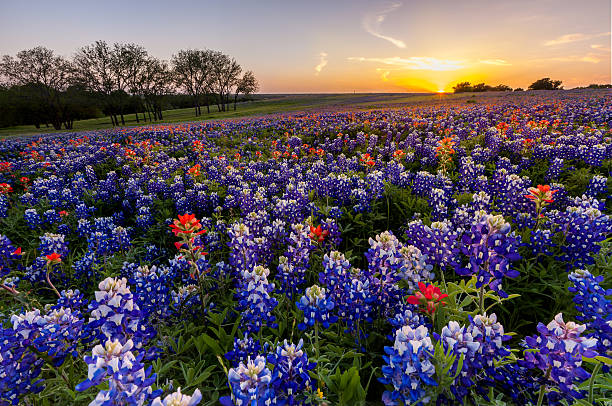 Texas wildflower -  bluebonnet and indian paintbrush field at sunset stock photo