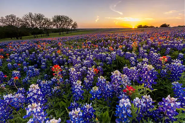 Texas wildflower -  bluebonnet and indian paintbrush field at sunset