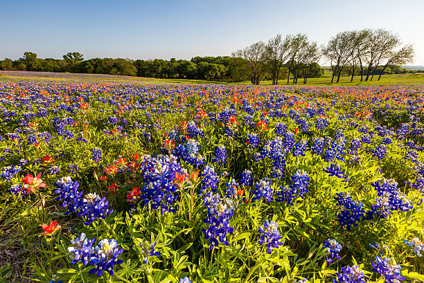 istock Texas wildflower -  bluebonnet and indian paintbrush in spring 466973858