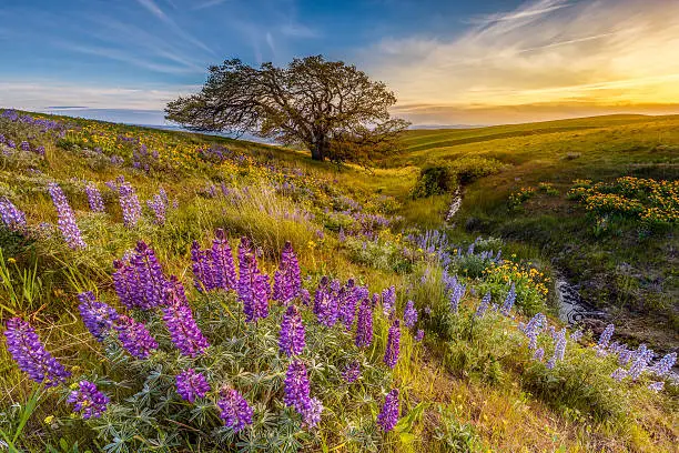 Photo of Lupine in sunset at Columbia hills state park, Washington